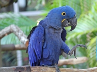 Macaw at Jungle Island