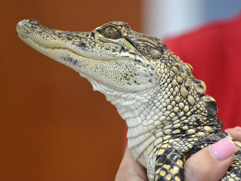 Baby alligator
