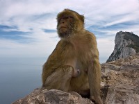 Gibraltar