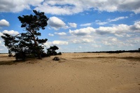 Hoge Veluwe National Park,
Netherlands