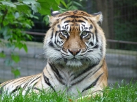 Tiger at Toronto Zoo