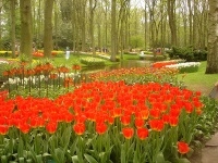 Keukenhof, Amsterdam
