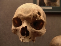 Museo Canario skull