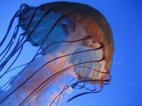 Jellyfish at New England Aquarium