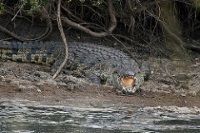 Nile Crocodile