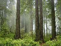 Redwood National Park