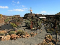 The Cactus Garden